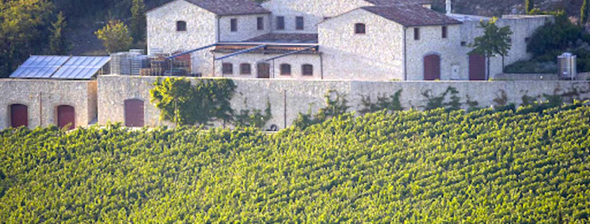 A view of Brancaia Winery from across it's vineyards