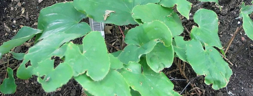 The Benefits of Horny Goat Weed as an Aphrodisiac 1 horny goat weed