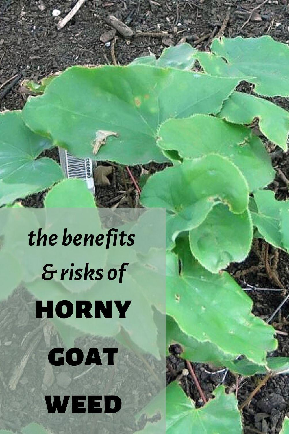 the benefits of horny goat weed