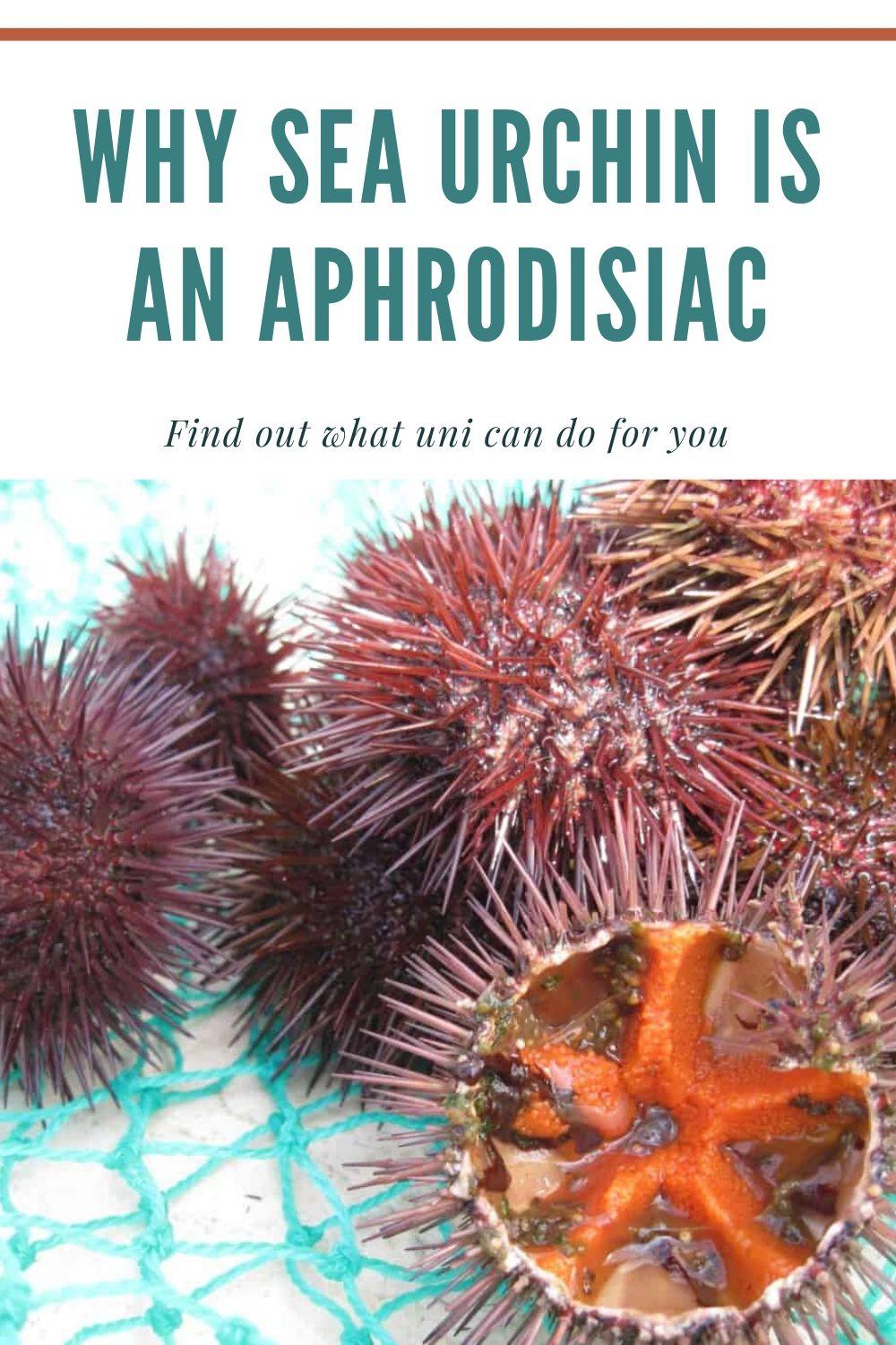 Why sea urchin is an aphrodisiac