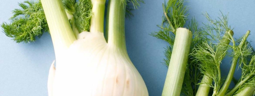 two fennel bulbs on a blue background