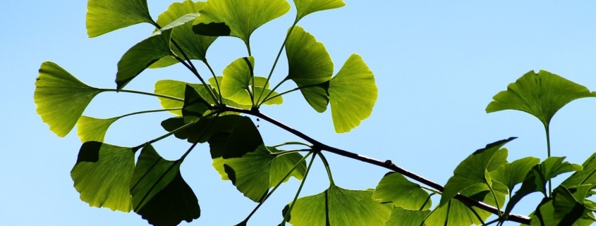 Ginkgo Biloba Benefits and Aphrodisiac Use 1