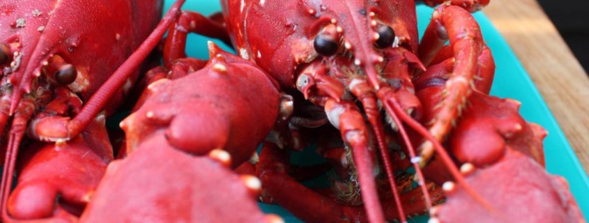 closeup of a Maine lobster