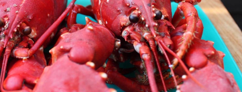 Is Lobster an Aphrodisiac? The Facts About This Sexy Seafood 1 closeup of a Maine lobster