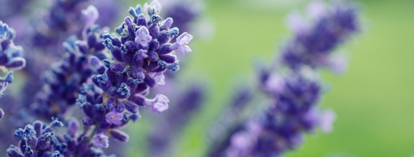 A field of lavender to help illustrate lavender scent and romance