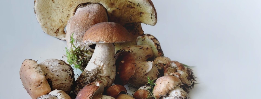 cluster of mushrooms on a white background