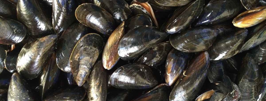 a pile of mussels