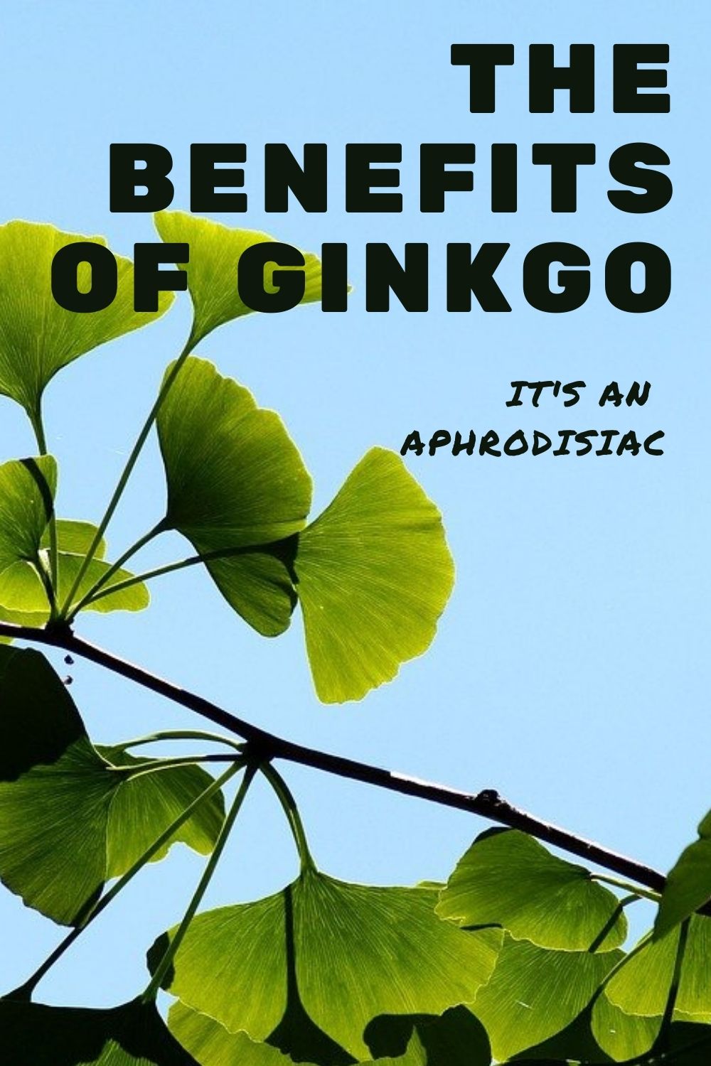 ginkgo biloba benefits graphic