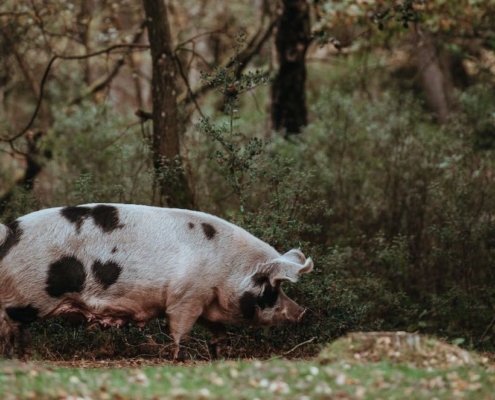 truffle hog under oak trees