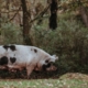 truffle hog under oak trees