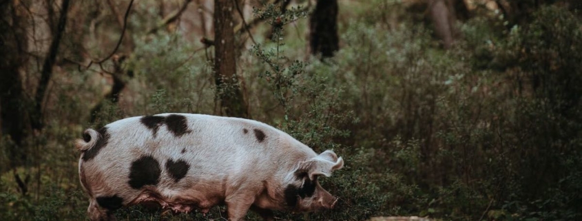 truffle hog under oak trees