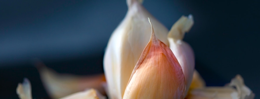 closeup of garlic on a dark blue background