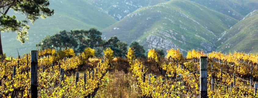 a mountain vineyard in autumn with the leaves starting to yellow