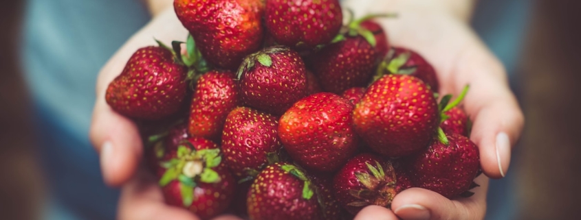 two hands holding out a bunch of ripe strawberries