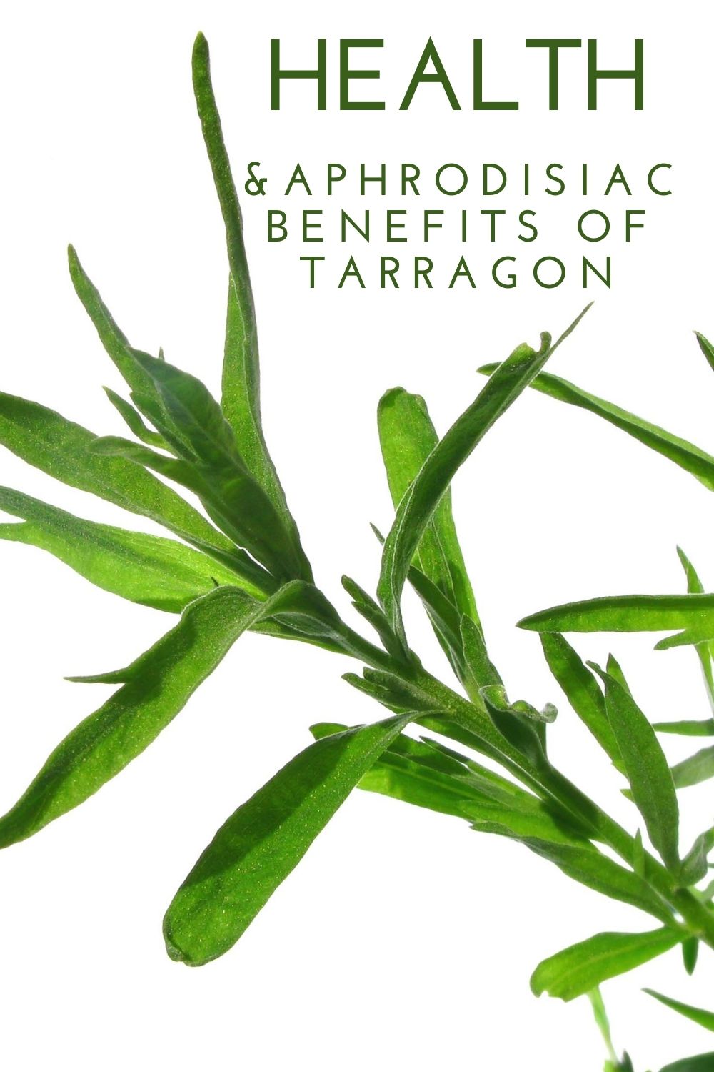 tarragon benefits graphic