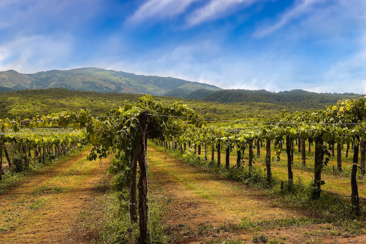 landscape of vineyards in Salta