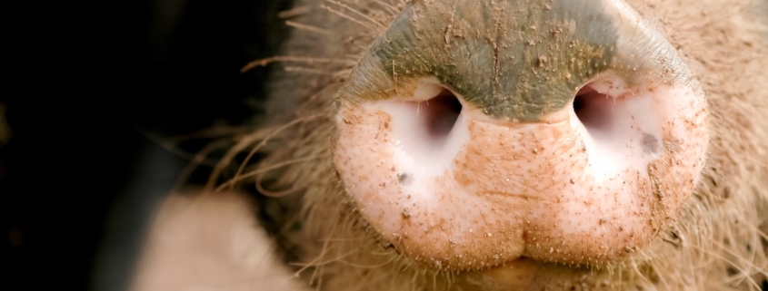 The Truffle Hog: What is a truffle pig? 1 closeup of the pink and grey snout of a pig
