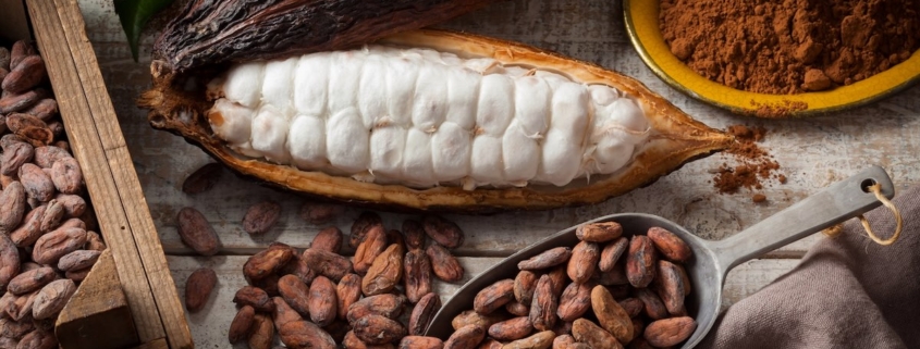 Is Cacao an Aphrodisiac? Discover Cacao Benefits for Male & Female Sexual Health 1 Closeup of cacao in many forms including an open pod of fresh, white cacao, the dried version and cacao powder