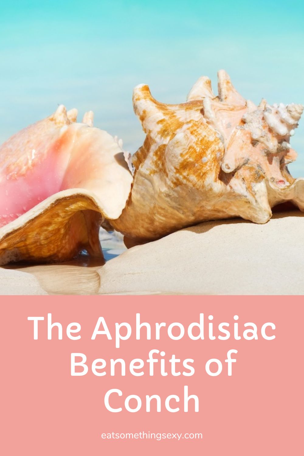 conch aphrodisiac graphic