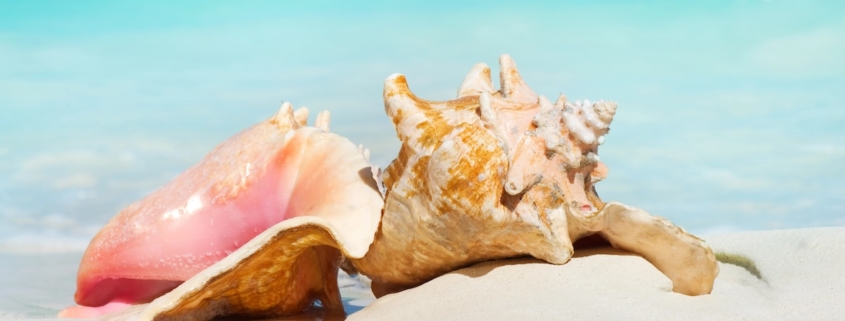 Two conch shells on a white sand beach with the ocean in the background