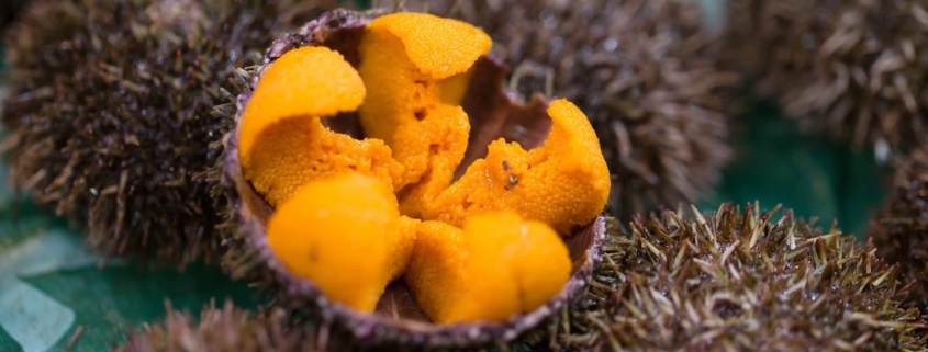 An open sea urchin displaying the five sections of orange uni