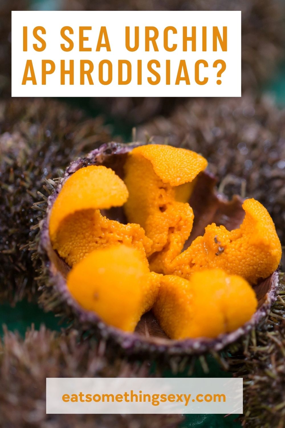 sea urchin aphrodisiac graphic