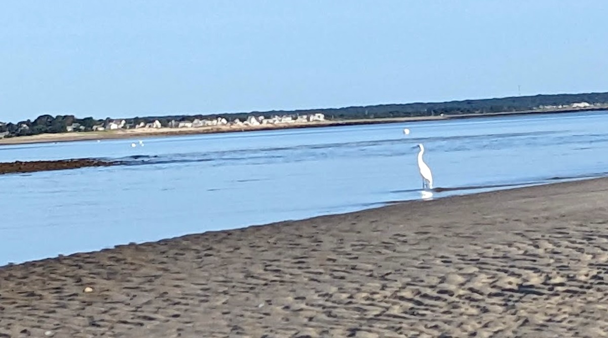 snowy egret on a cape cod beach