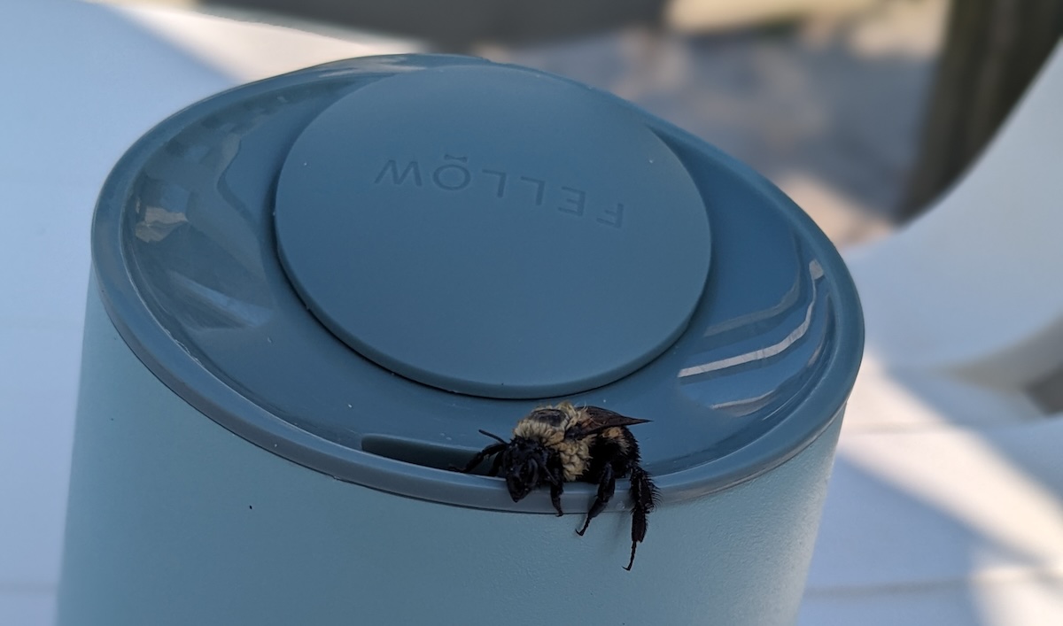 A bumble bee sitting on the mouth of a Fellow wine tumbler