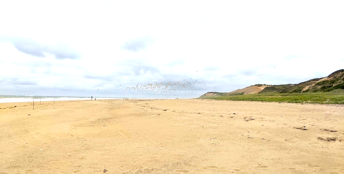 Cape Cod National Seashore on a gray day with a flock of birds in the background 